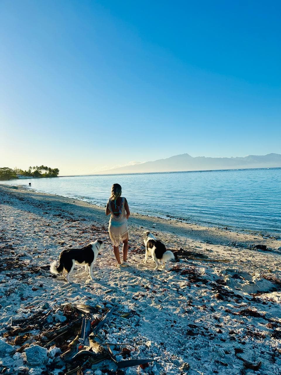 Fanny, de dos sur une plage de Moorea au lever du jour, accompagnée de ses deux chiens, face au lagon et à l'île de Tahiti au loin
