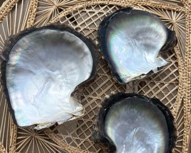 Coquilles de nacre polynésienne aux reflets irisés, posées sur un panier tressé